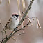 Eurasian tree sparrow