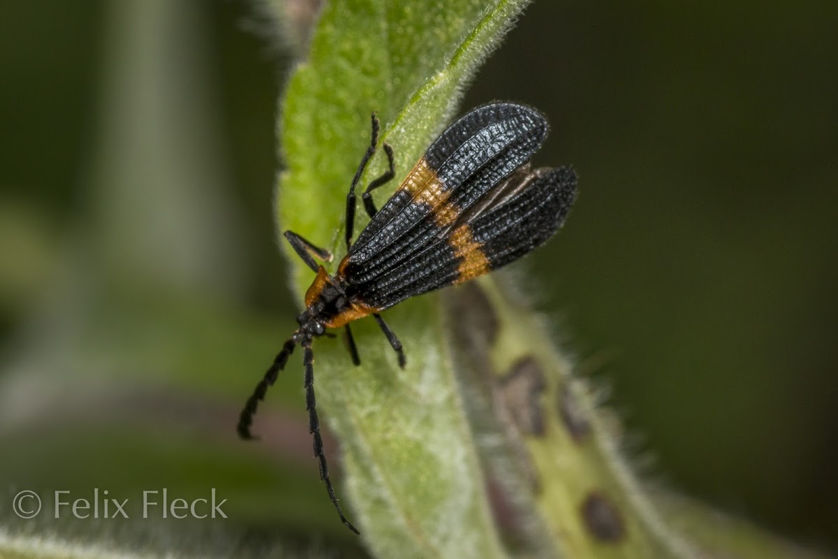 Banded Net-wing Beetle