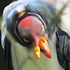 King-vulture