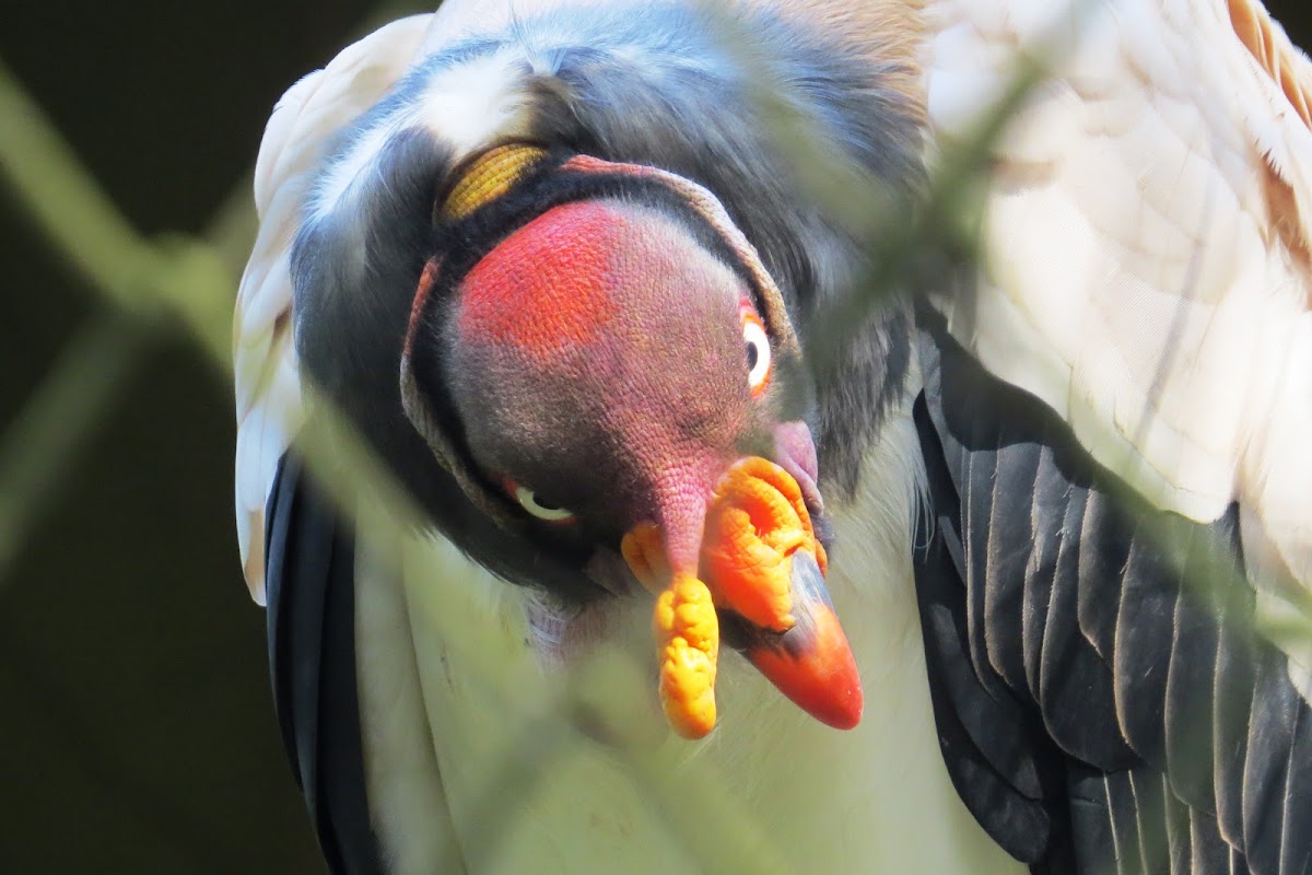 King-vulture