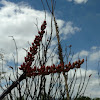 Ocotillo