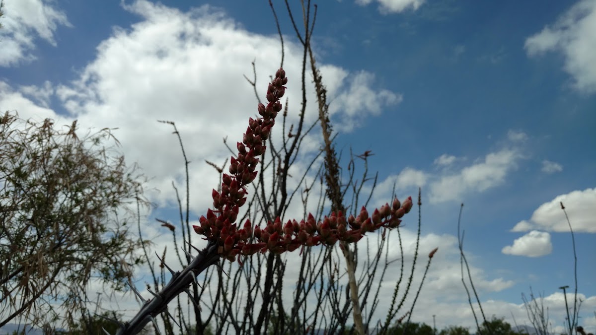 Ocotillo