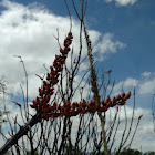 Ocotillo