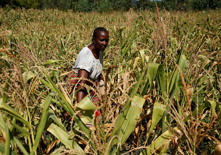 Villager Shupikai Makwavarara inspects her failing maize crop in rural Bindura near Harare, Zimbabwe. A devastating drought has led to widespread crop failure and millions of Zimbabweans will need food aid this year. File photo.