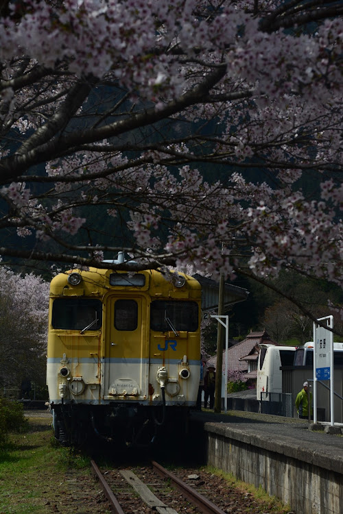 AZ-1のサクラと愛車・安野花の駅公園に関するカスタム事例の投稿画像4枚目