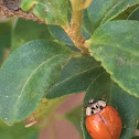 Multicolored Asian Lady Beetle