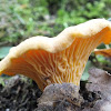 Chanterelle