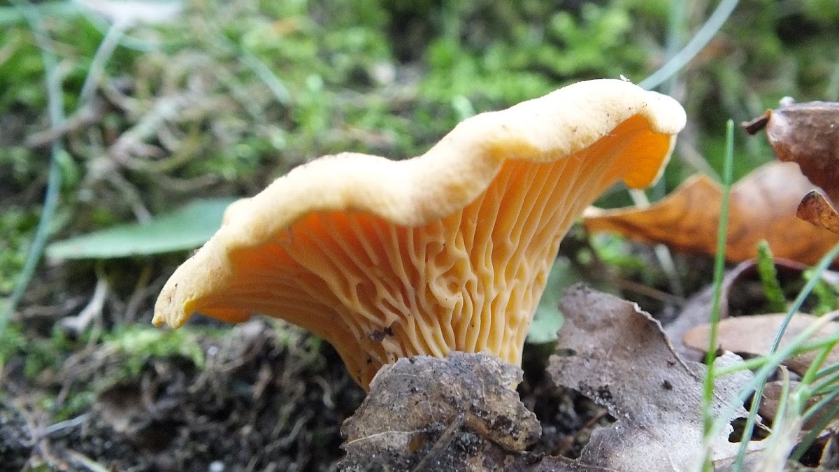 Chanterelle