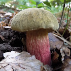 Satan's bolete