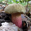 Satan's bolete