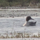 Northern Pintail