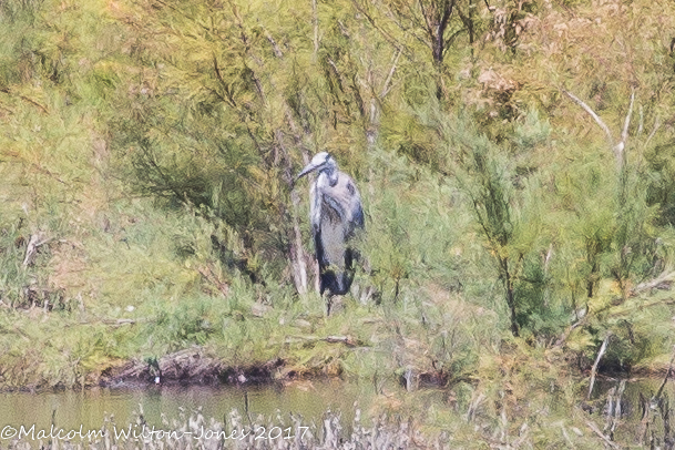 Grey Heron; Garza Real