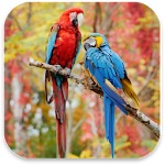 Cover Image of 下载 Beauty Birds Live Wallpaper 1.0 APK