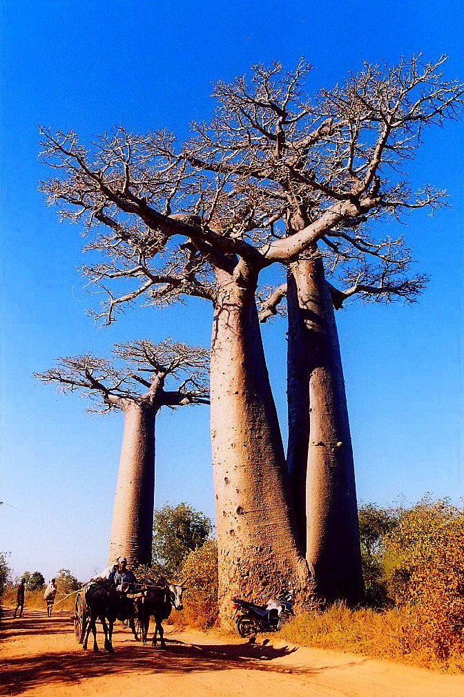 Alberi Magici di Greysky