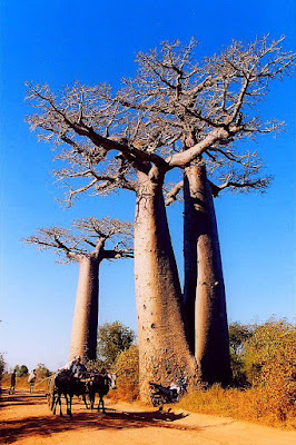 Alberi Magici di Greysky