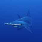 Scalloped Hammerhead Shark