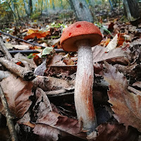 Boletus Rufus di 