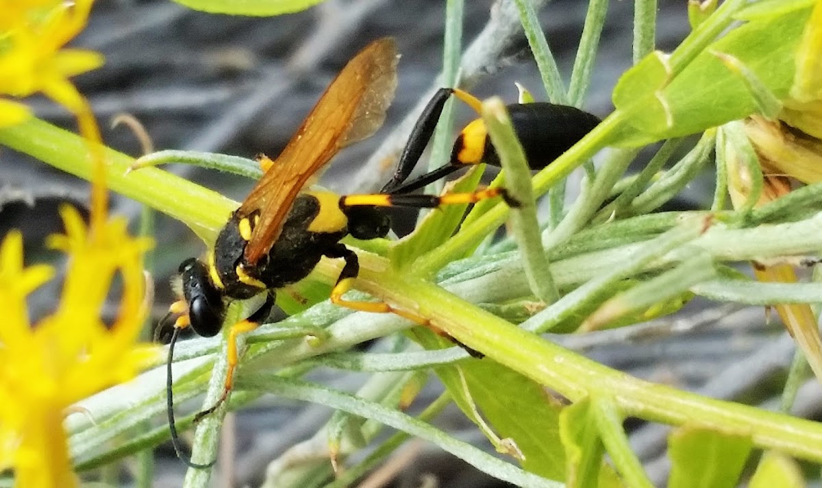 Black and yellow mud dauber