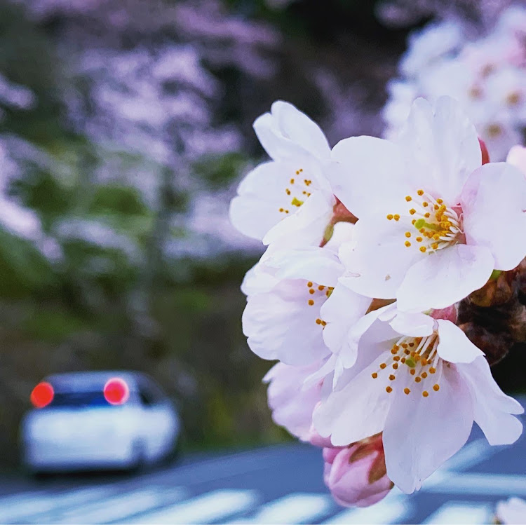 ラウムのラウム・桜・滋賀・海津大崎・琵琶湖に関するカスタム事例の投稿画像4枚目