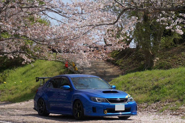 インプレッサ WRX STIのサクラと愛車・GVはいいぞ！！・桜とコラボ・桜の絨毯・teamBOXERに関するカスタム事例の投稿画像4枚目