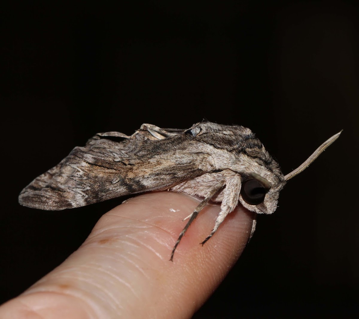 Convolvulus Hawk Moth