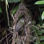 Olive-backed Sunbird