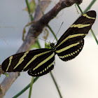 Zebra Heliconian Butterfly