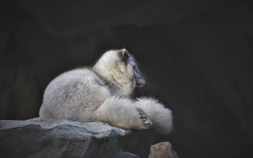 White bear cub