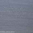 Kittiwake