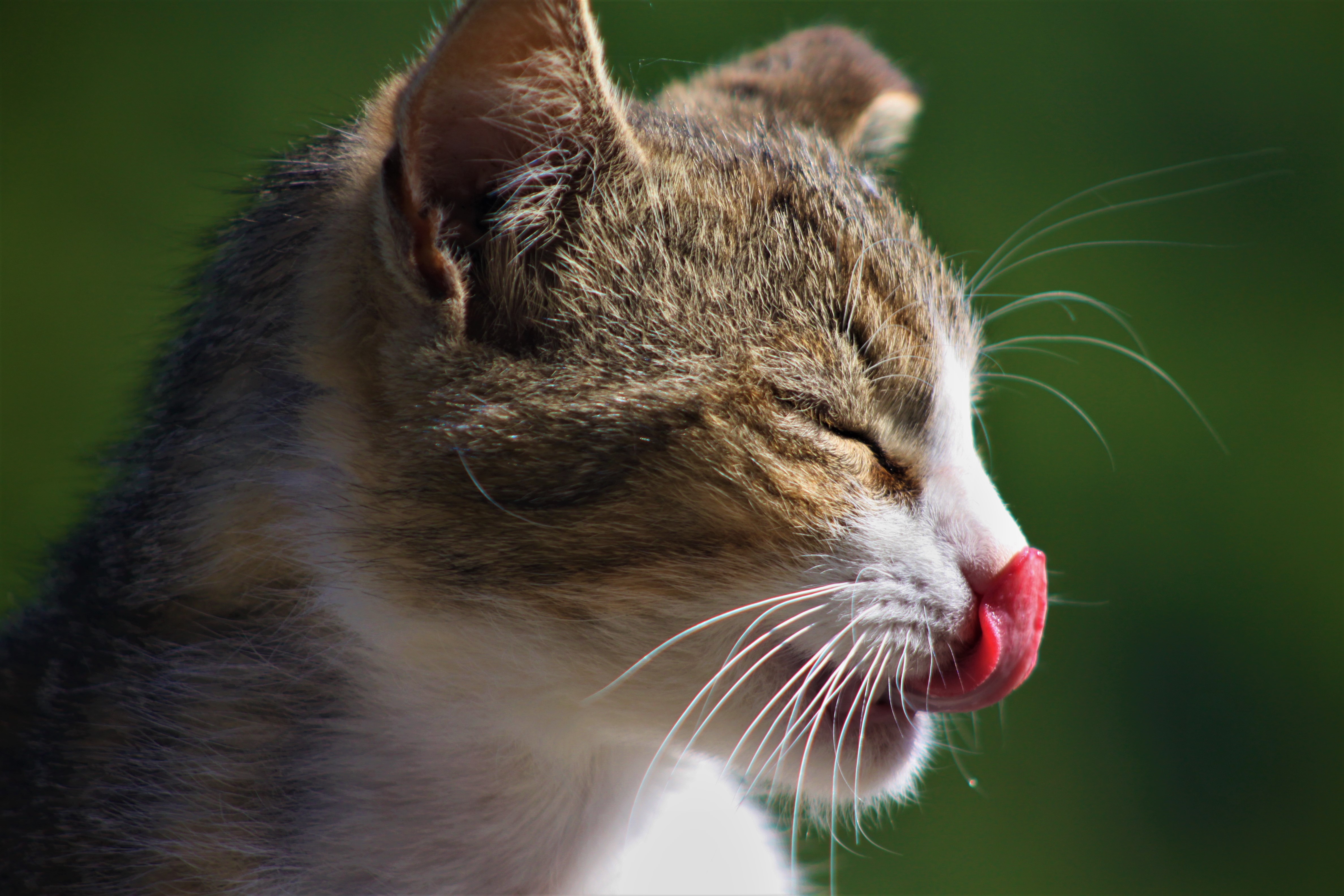 Leggerezza Felina  di giulia_giustarini