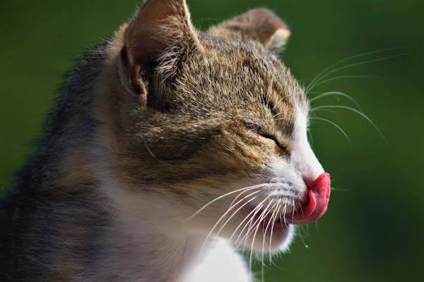 Leggerezza Felina  di giulia_giustarini