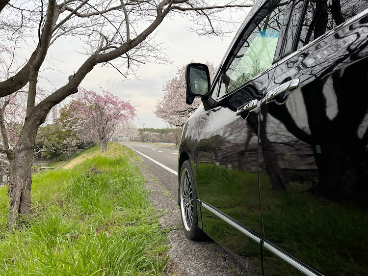 エルグランドの桜とコラボ🌸・洗車に関するカスタム事例の投稿画像3枚目
