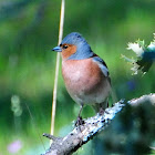 Common Chaffinch; Pinzón vulgar