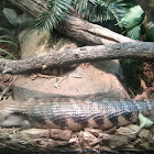 Eastern Blue Tongued Skink