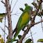 Red-breasted Parakeet