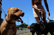 Nola, a pitbull, and Jock, a mixed breed, received their vaccinations on Tuesday.