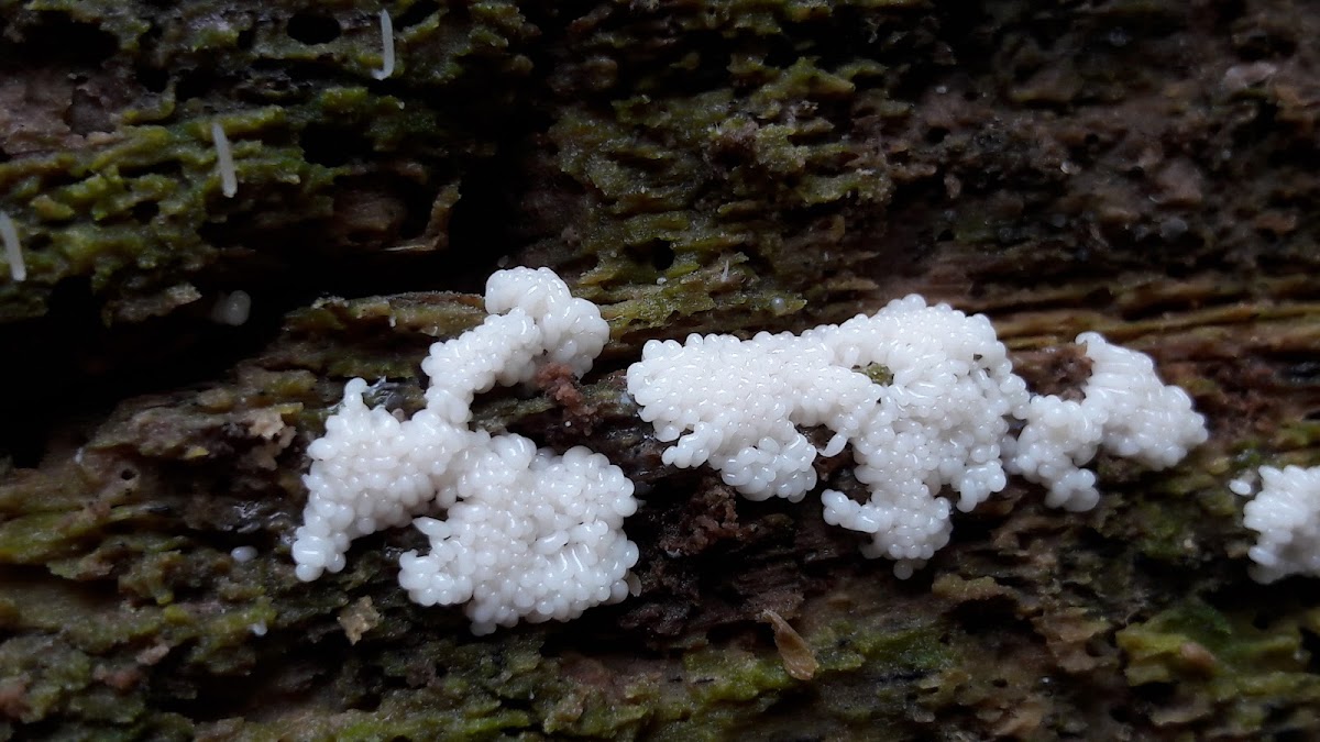 Slime mold