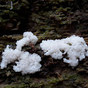 Slime mold