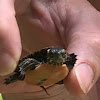 Eastern Painted Turtle