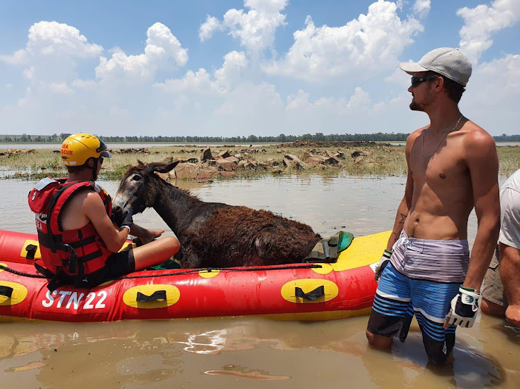 The stranded donkey was darted to keep it calm and towed back to the mainland.