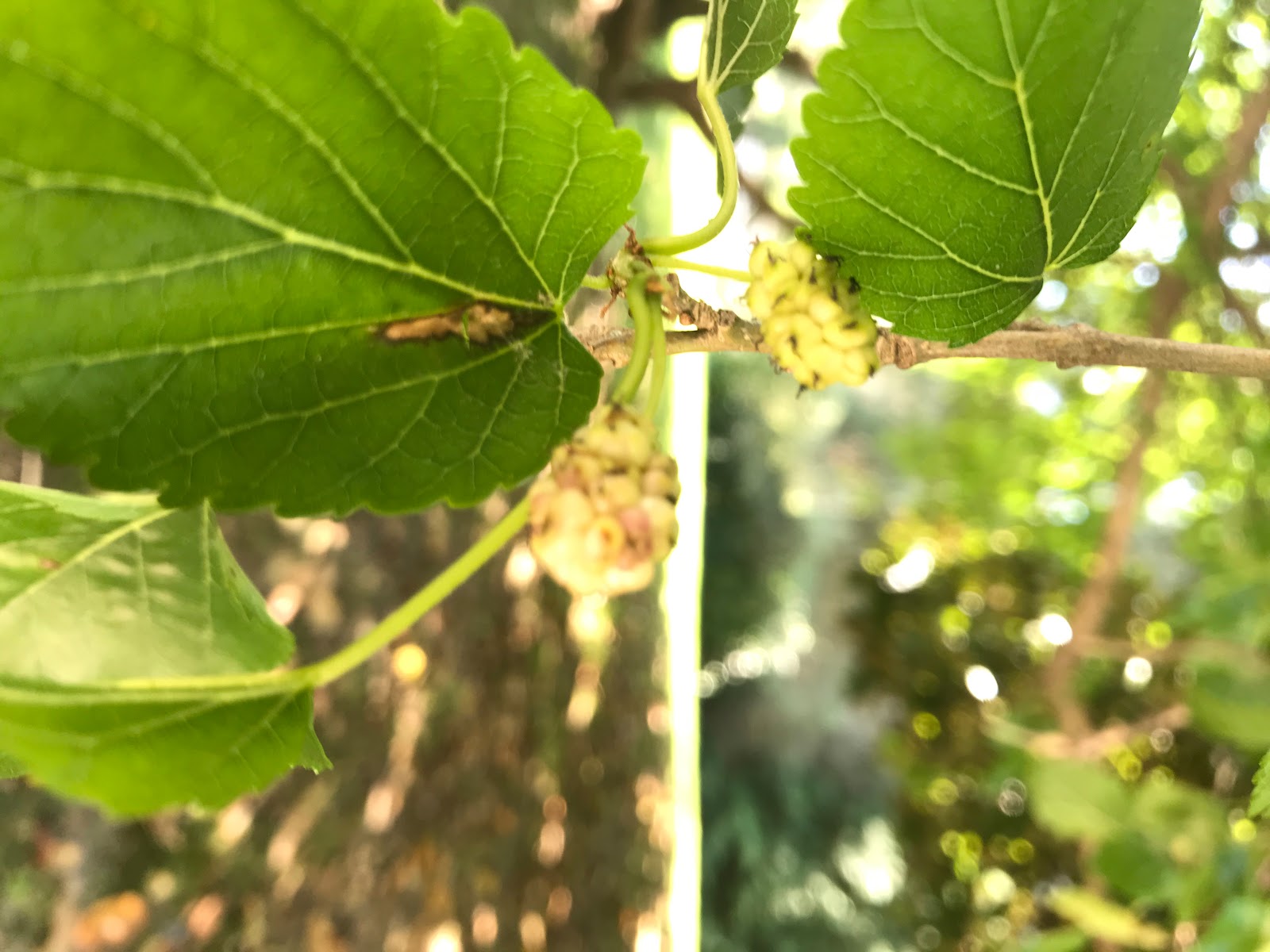 White Fruited American Beautyberry, French Mulberry, Wild Goose's Berry,  American Mulberry