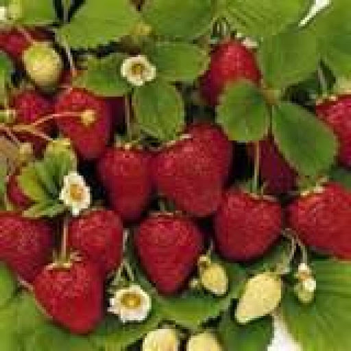 Wild strawberries there are nothing like them....YUMMMM