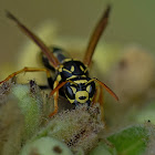 European Paper Wasp