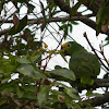 loro real amazónico - Yellow-crowned Amazon