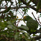 loro real amazónico - Yellow-crowned Amazon