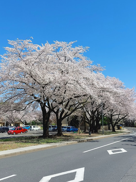 アウトランダーPHEVの夜桜コラボ・桜と愛車・桜のじゅうたん🌸・桜満開コラボ・在日米軍横田基地日米友好祭、5月18日、19日開催されます。に関するカスタム事例の投稿画像6枚目