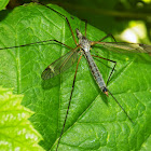 Crane Fly