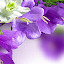 Purple Flowers Popular HD New Tabs Theme