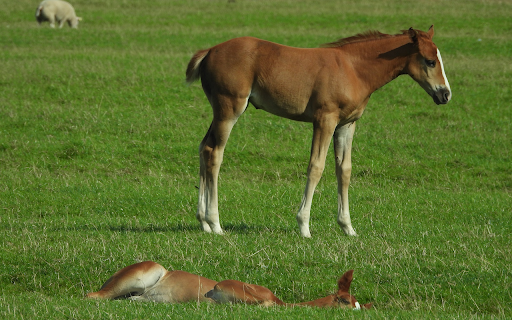 Ponies and Pastures screenshot 1