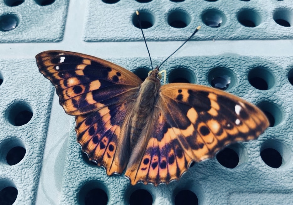 Lesser purple emperor